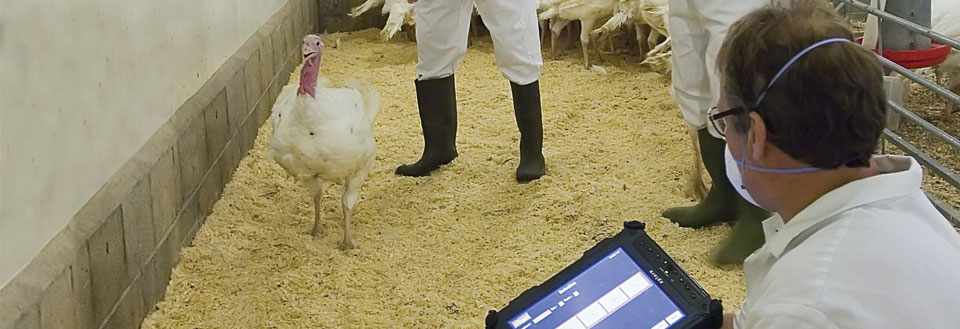 Engagé sur la démarche du Bien être animal